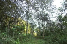 铺黄外围植物园。（图片来源：越通社）