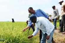 赞比亚代表团参观了位于盛贵乡的盛发合作社和进顺合作社的水稻种植模式。（图片来源：越通社）