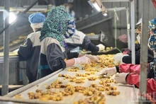 在河内DACE农业发展与环境咨询有限责任公司工厂内，工人正在对鲜姜进行清洗处理。