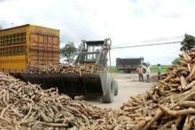 2025年，越南木薯出口额约达13亿美元，使越南成为世界第三大木薯出口国。（图片来源：越南财政时报）