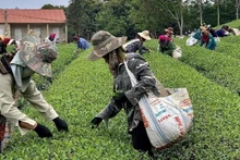 山罗省平顺乡秋丹茶有限责任公司与农户联动发展的茶叶原料基地。