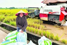 红河平原地区的稻谷产量为保障国内粮食安全作出了贡献。