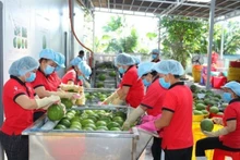 越南水果具有特色品种和明显的季节差异优势。