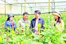 浪平—大叻被誉为林同省的“玫瑰之都”。