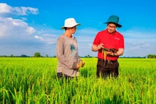 越南农业与农村发展银行（Agribank）正加大对九龙江平原地区高质量、低排放稻米生产、加工和销售链的信贷支持。（香英 摄）