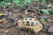 珍稀黄山龟已被列入越南政府2021年第84/2021/NĐ-CP号议定IIB类濒危珍稀物种名录。