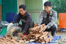 茶眉肉桂是广南省西部山区少数民族群众的主要收入来源。