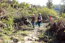 帕维古石径。（图片来源：越通社）