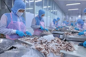 安江省辉南公司出口章鱼加工环节。图自越通社