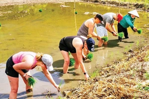 外国游客在宁平省参与独特的体验活动。