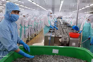 虾类加工出口为金瓯省带来了巨大的收入来源。