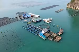 附图。