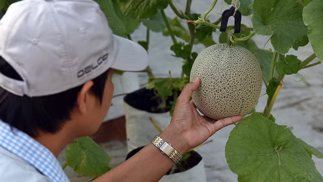 第四次工业革命时代的农场（组图） ảnh 7