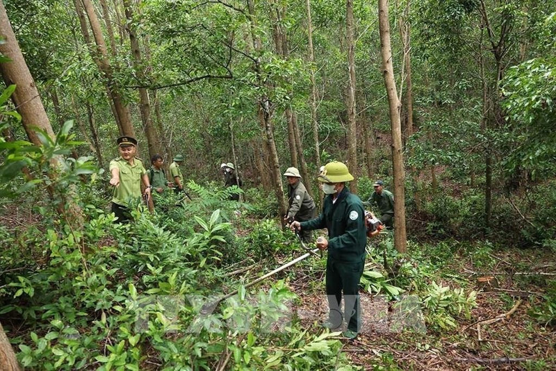 云耕乡的大径材人工林面积由云耕森林检查站负责管理。（图片来源：越通社）