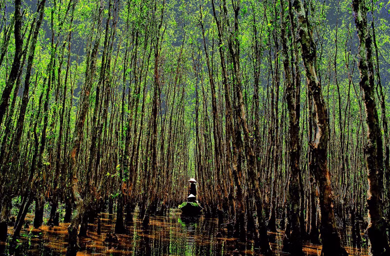 开发红树林生态系统的碳信用。