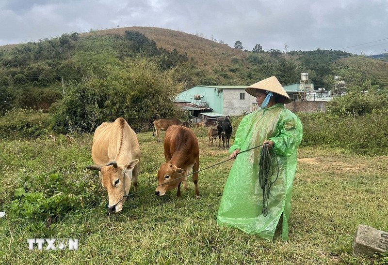 附图。（图片来源：越通社）