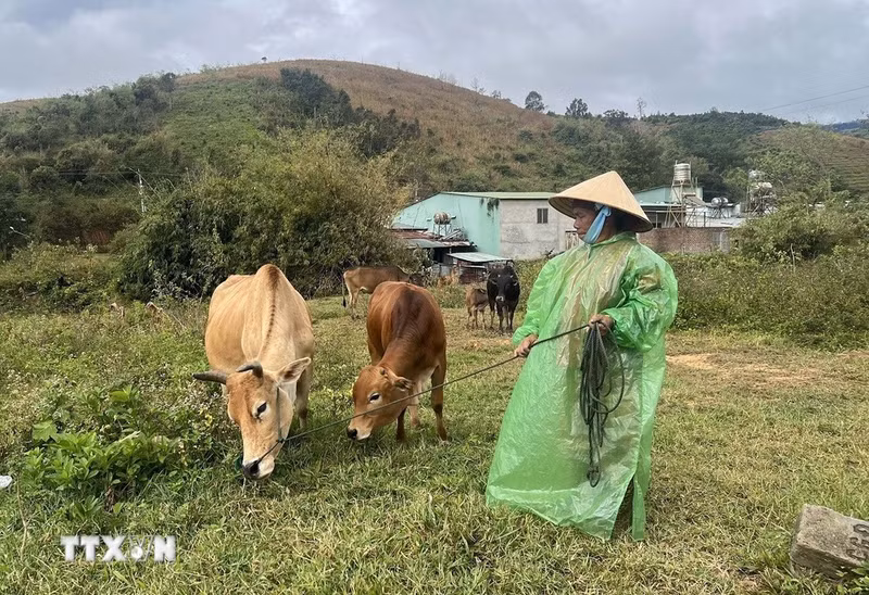 附图。（图片来源：越通社）