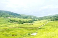 富寿省沔隊梯田。（图片来源：baophutho.vn）