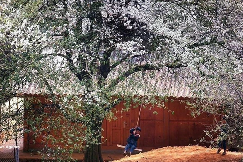 玉战乡山楂树种植面积超过2500公顷，这是当地各民族发展经济、脱贫致富的作物。