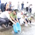在海防市昆山—劫泊世界遗产区的昆山湖边，代表们在集会结束后放鱼，丰富水资源。（图片来源：越通社）
