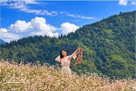 龙鼓乡种植了约70公顷荞麦花，旅游空间也在持续整治和焕新，有望成为2026年年末旅游季的热门目的地。（图片来源：越通社）