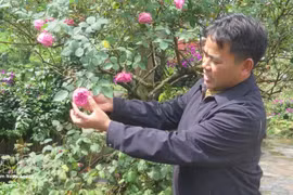 凭借对玫瑰的热爱，杜富正不断收集和繁育品种，目前已拥有100多个玫瑰品种。（图片来源：越通社）
