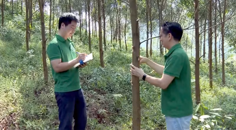 林业大学的工作人员在朝着实现加工和出口的可持续森林管理的方向大型集约化木材种植园模型中检查植物的生长过程。