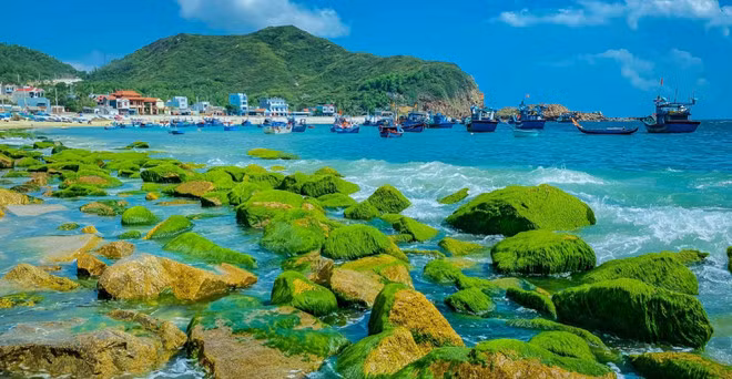 仁海渔村的翠绿苔藓礁石。