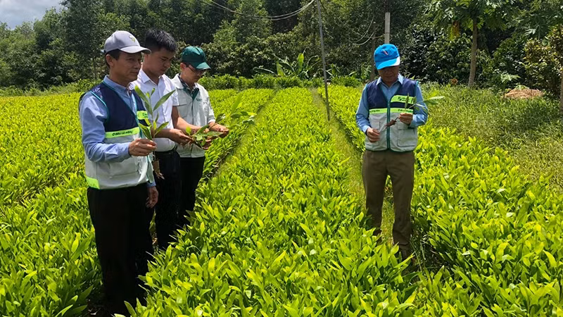 林业苗圃模式。
