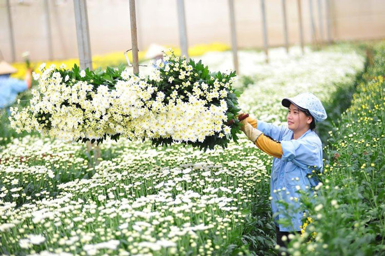 附图：越南花卉出口额突破1亿美元。