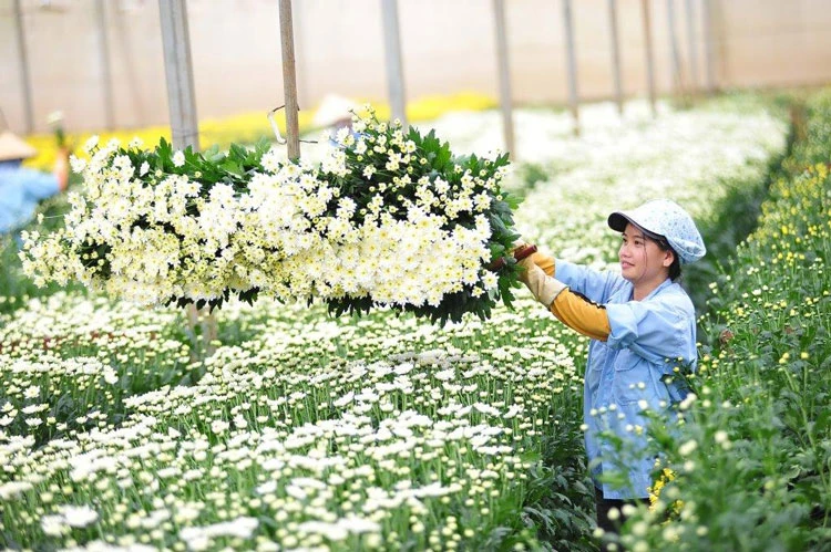 附图：越南花卉出口额突破1亿美元。