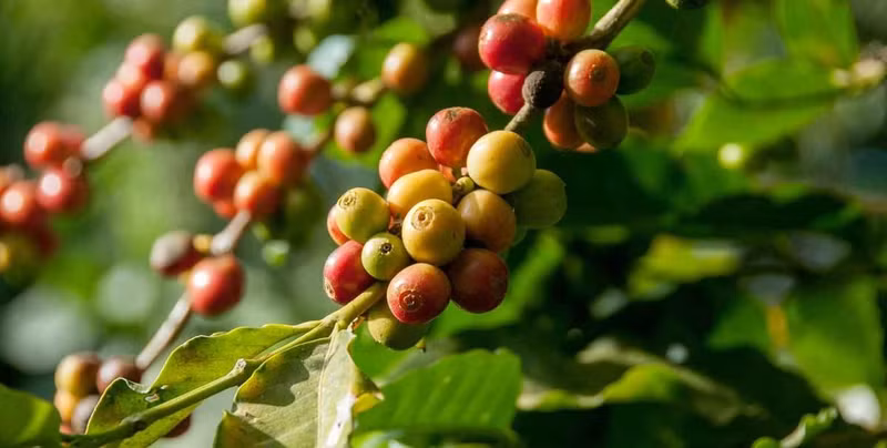 越南咖啡出口位居世界第二。