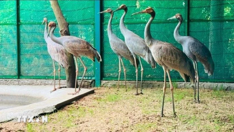 6只赤颈鹤。（图片来源：越通社）