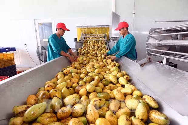 越南南方Nafoods公司芒果加工生产线。