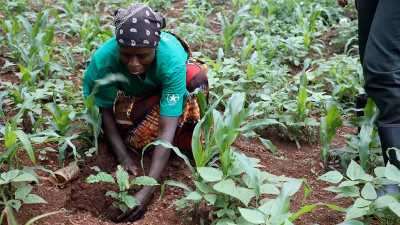 卢旺达人参与适应气候变化植树项目。（图片来源：IUCN）
