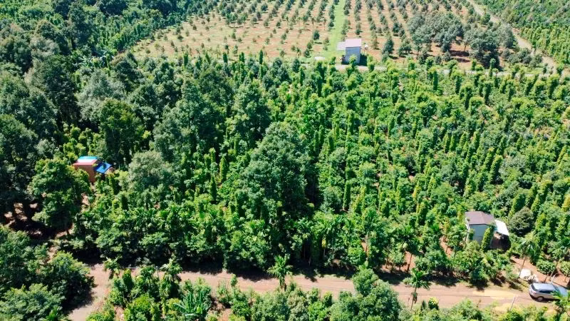 附图：目前，越南胡椒产量约占全球胡椒总产量的40%，出口额占全球胡椒出口额的近55%。