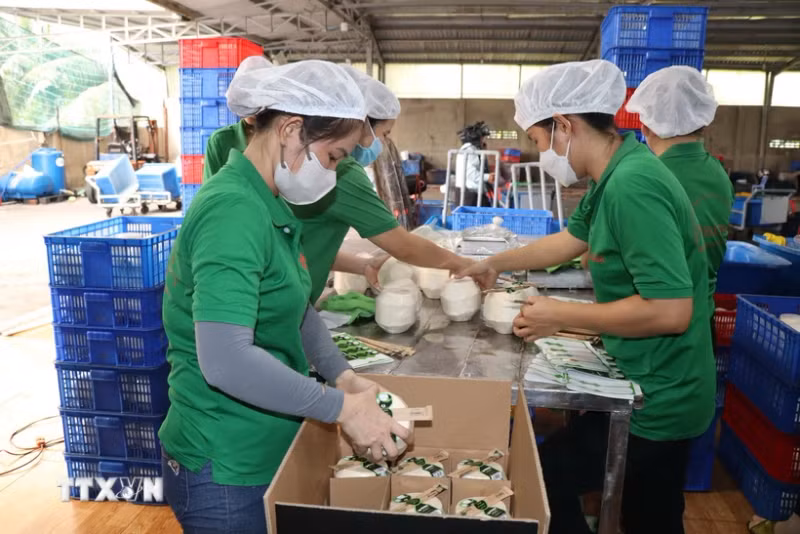 槟椥省周城县友定乡湄公水果进出口有限责任公司的 出口新鲜椰子包装活动。