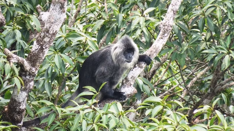 东南亚特有的银叶猴（印度支那银叶猴），被列入越南及世界濒危物种红色名录，在此亦受到严格保护。