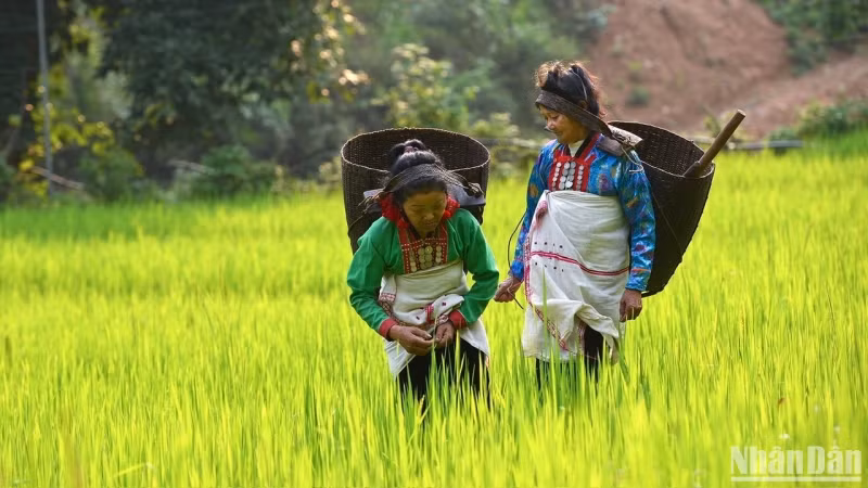 莽族独特的文化特色。
