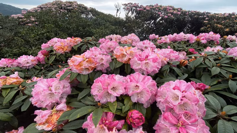 在通往普塔岭峰的路径上，海拔2600米的区域有成千上万株杜鹃树。