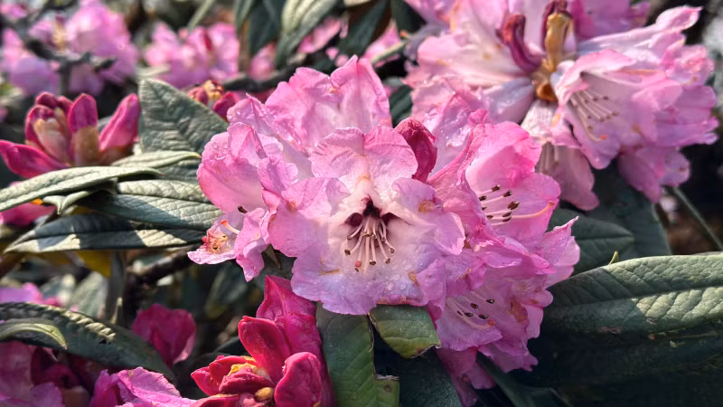 2024年底，越南纪录组织（Vietkings）宣布认定这里的古老杜鹃花林是越南最大的杜鹃花林。