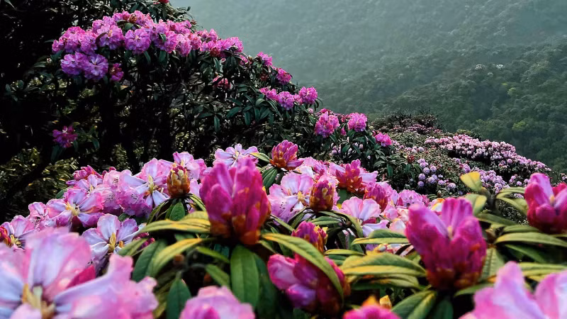 杜鹃花有着鲜艳迷人的山林之美。
