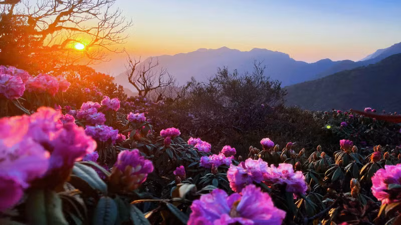 莱州还举办了登山比赛，其中包括征服杜鹃花峰的赛项，旨在将其打造为该省的特色旅游项目。