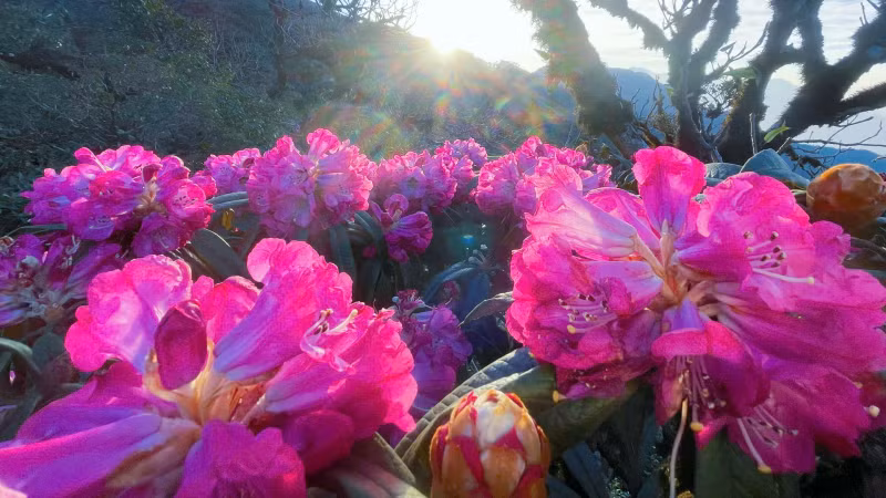 杜鹃花还被称为山茶花、满山红等。