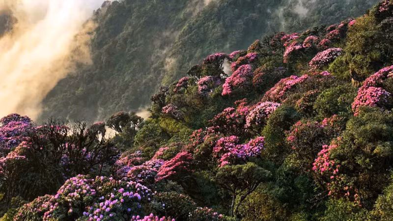 莱州的杜鹃花从二月底开始绽放，三月进入盛开期。