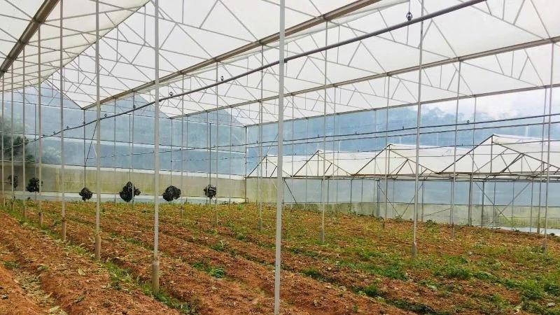 位于林同省大叻市的新进农业综合服务合作社已有效利用贷款资金进行投资。（图片来源：人民报）