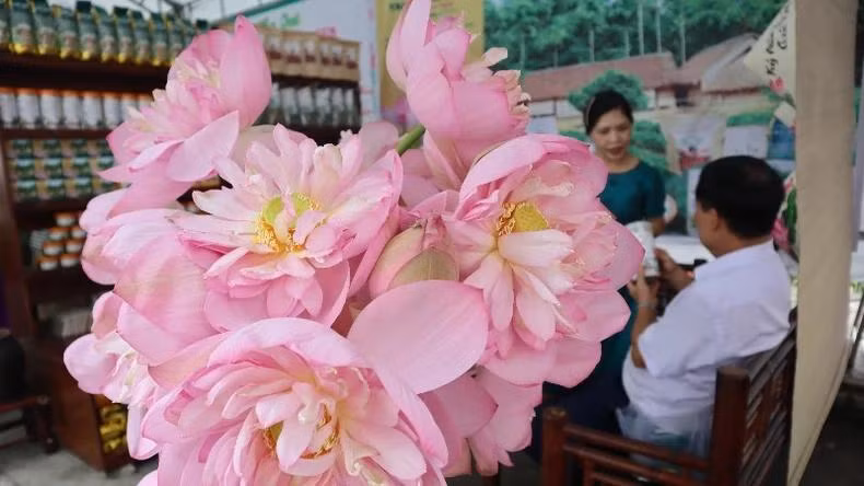 五月，荷花竞相绽放在胡志明主席的故乡【组图】 ảnh 6