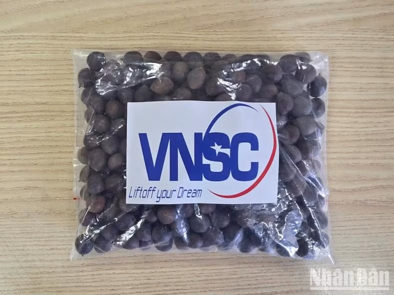 这些莲子被特别挑选以搭载进入太空。