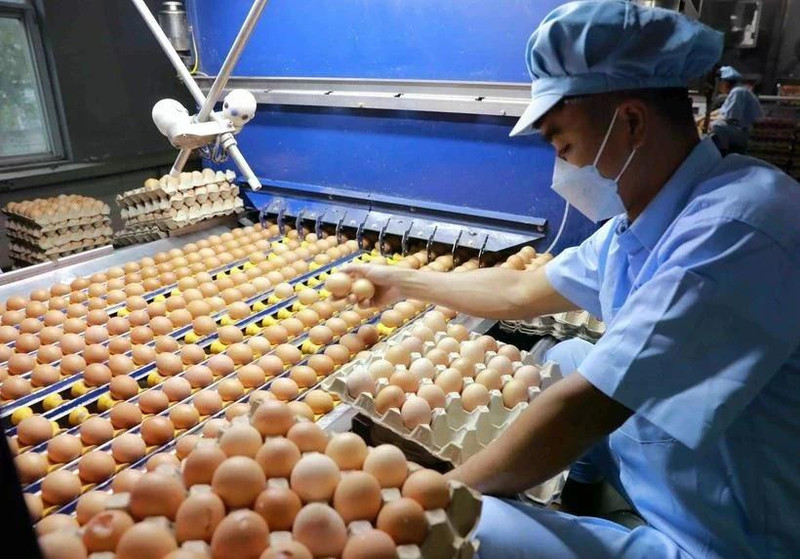 新加坡向越南禽肉和蛋类产品开放市场。（图片来源：越通社）