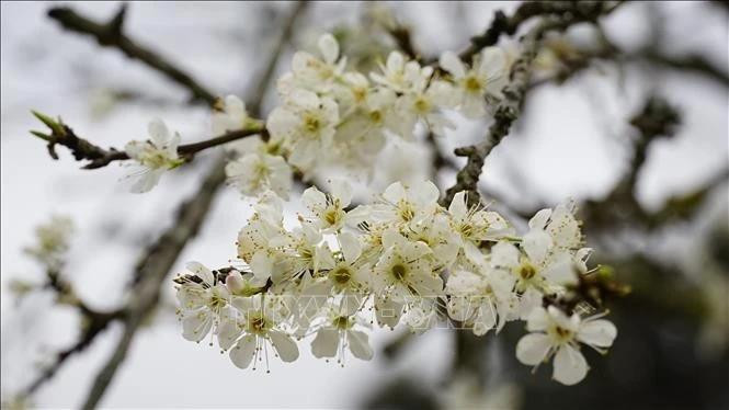 北河李花。（图源：越通社）
